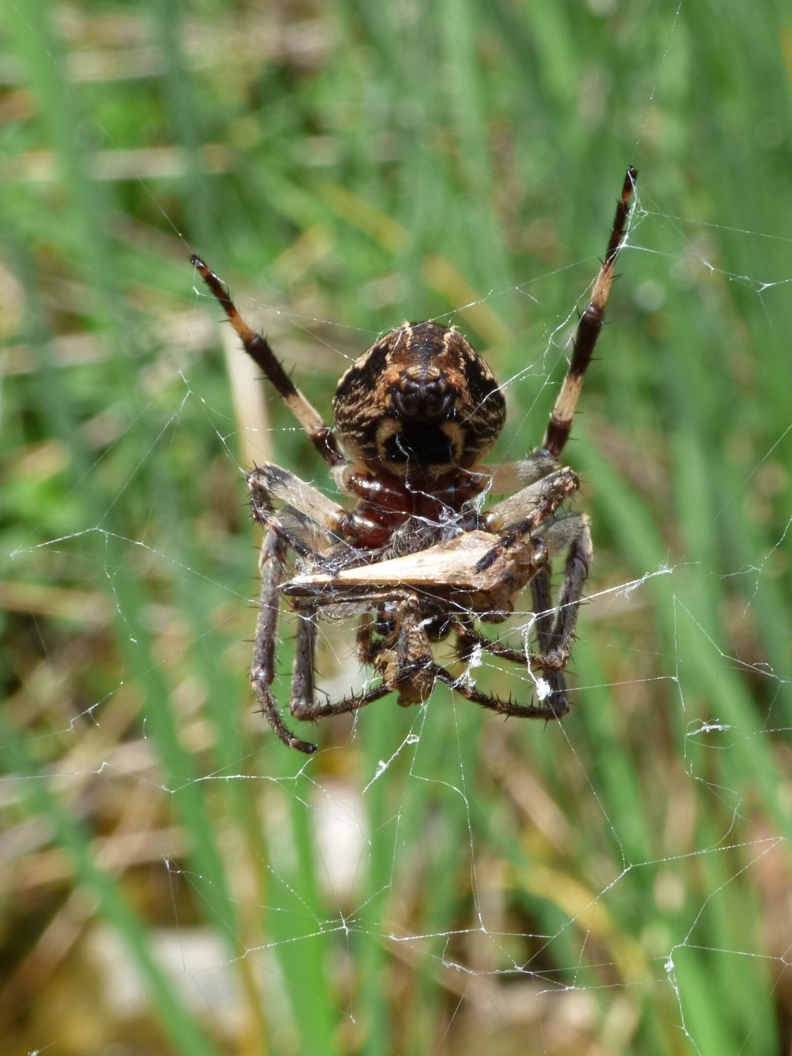 Panasonic Lumix DMC-FZ70 sample photo. Spider eating a grasshopper photography