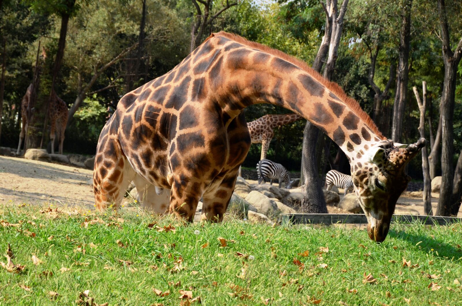 Nikon D5100 sample photo. Zoopark, animal, safari photography