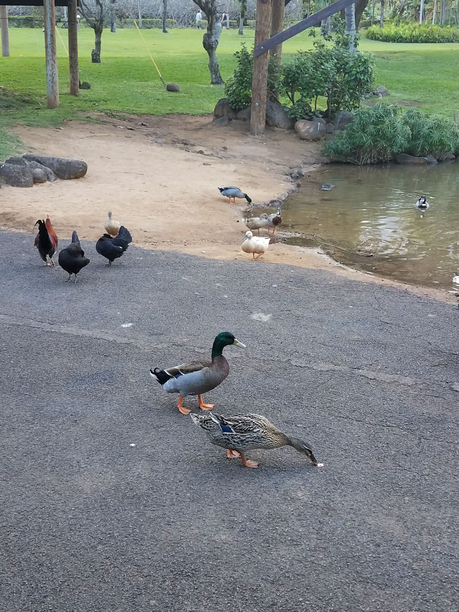 Samsung Galaxy S7 Edge sample photo. Chickens, ducks photography