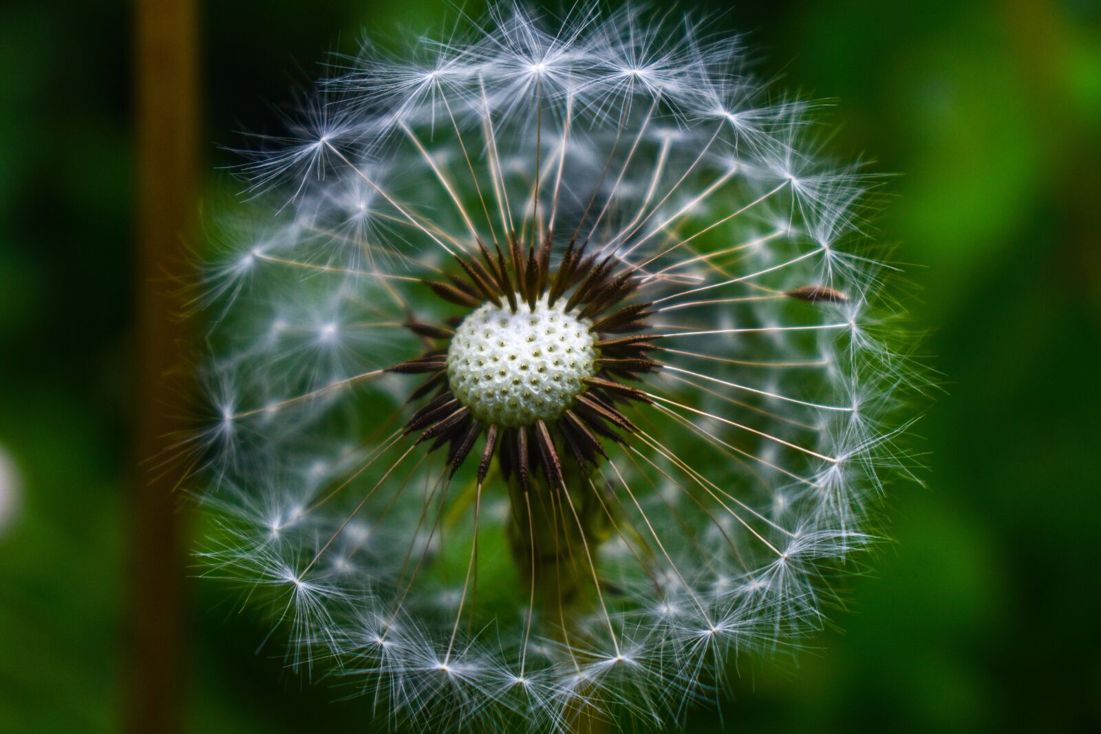 Nikon D3400 sample photo. Dandelion, approach, foreground photography