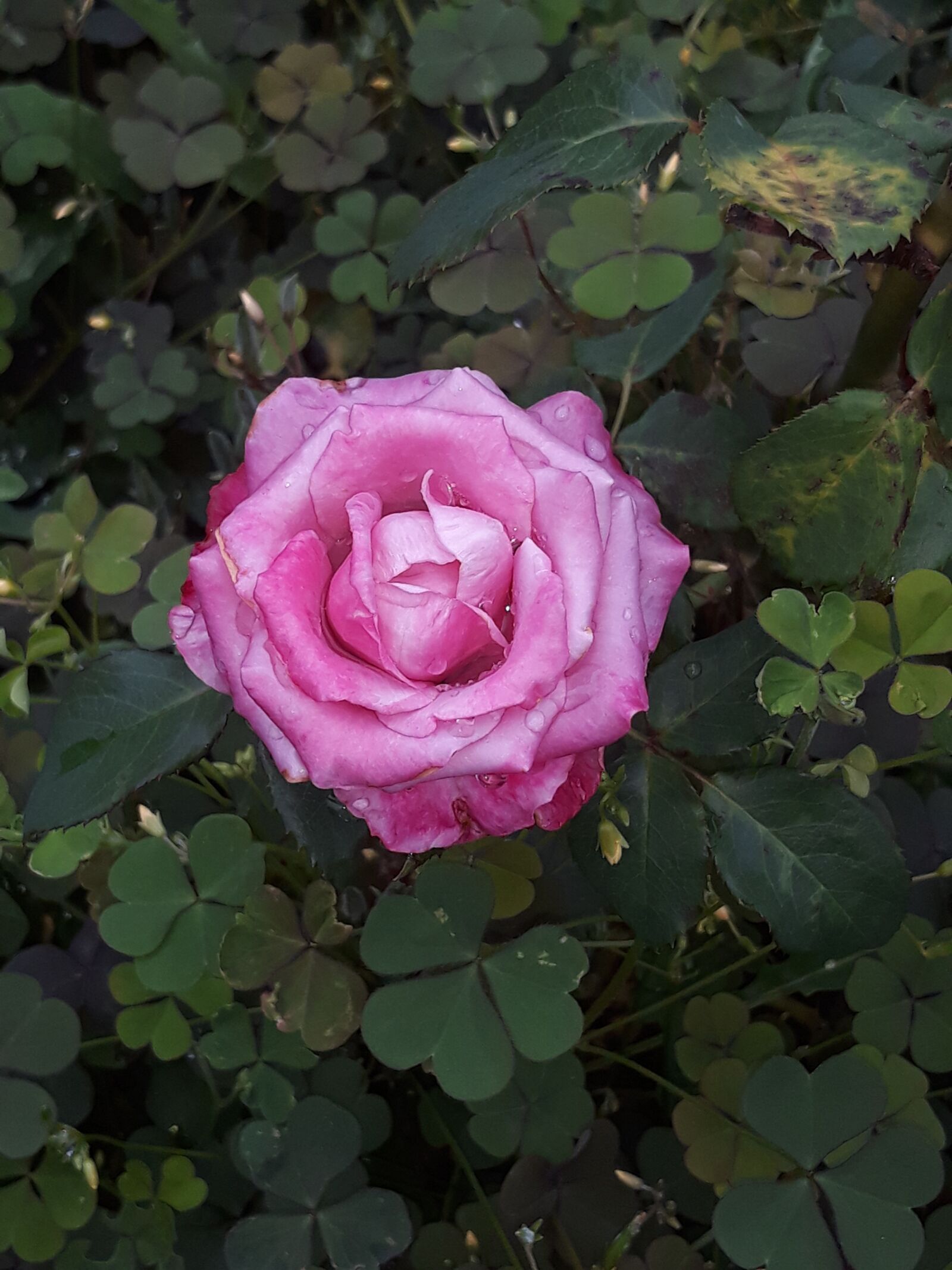 Samsung Galaxy J5 sample photo. Pink, rose, pink roses photography