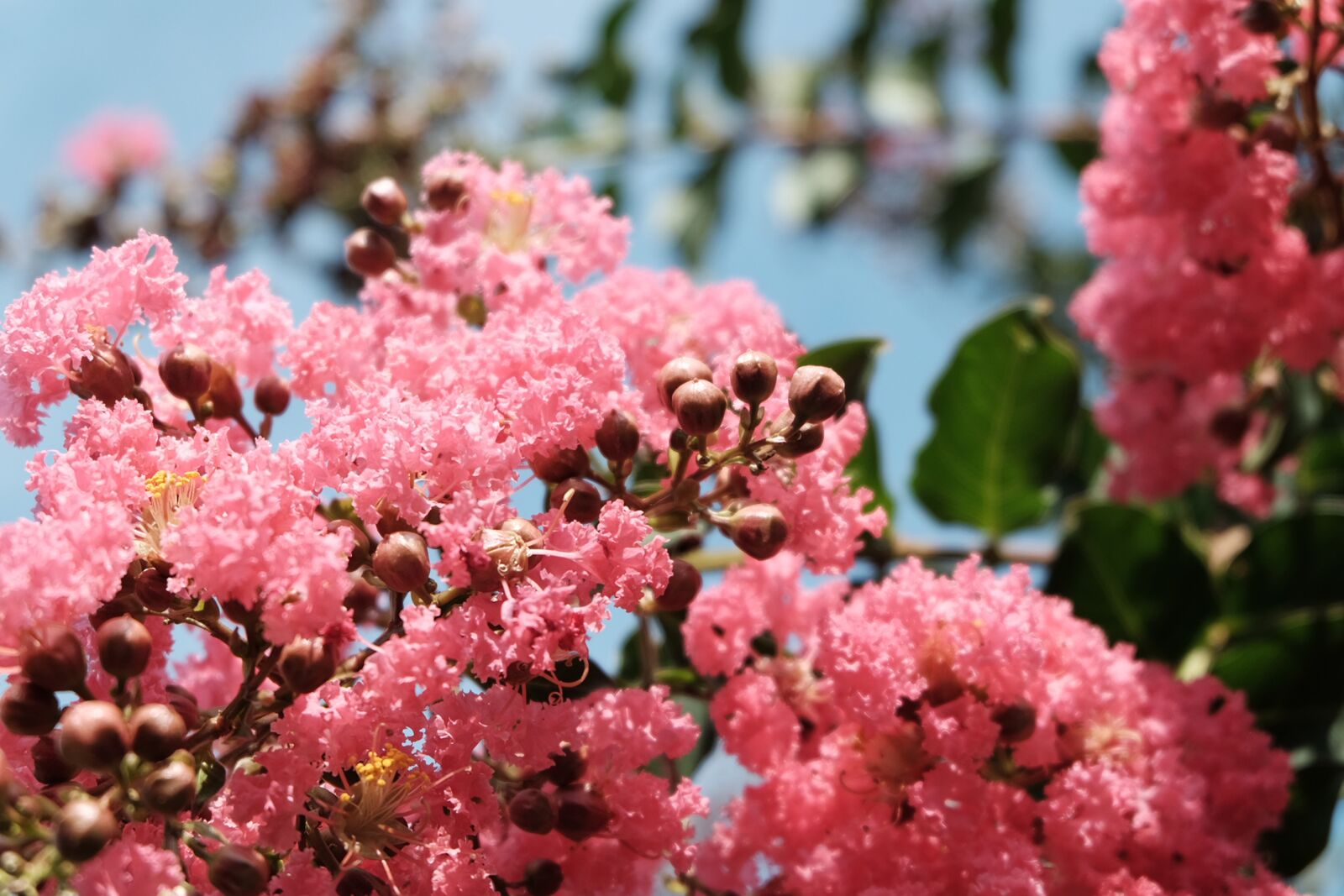 Fujifilm XC 16-50mm F3.5-5.6 OIS II sample photo. Flowers, blossom, pink photography