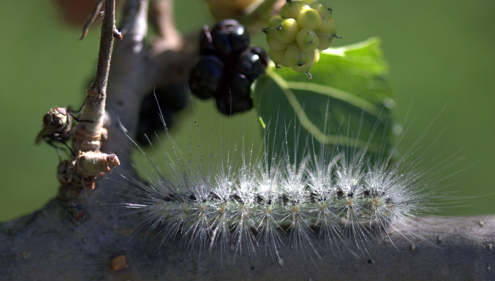Canon EF-S 60mm F2.8 Macro USM sample photo. Caterpillar, millipede, duda photography