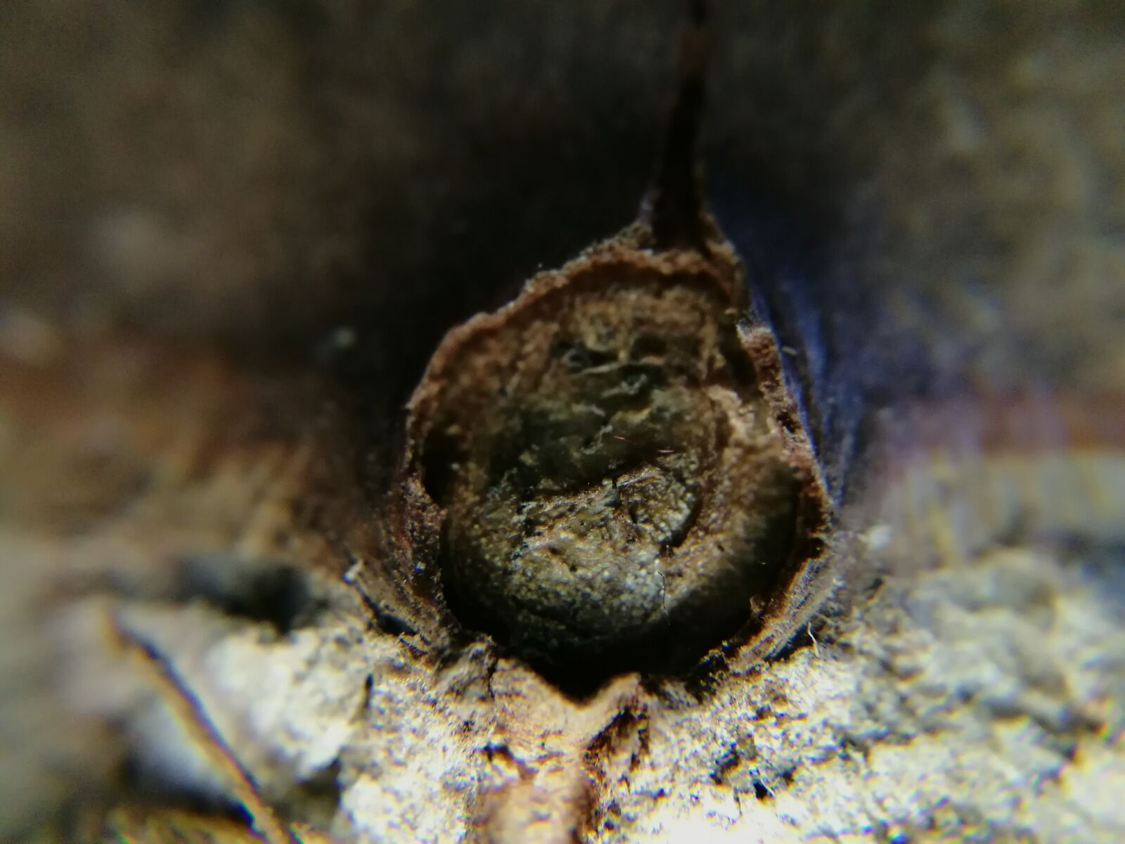 HUAWEI P9 sample photo. Close, up, texture, wood photography