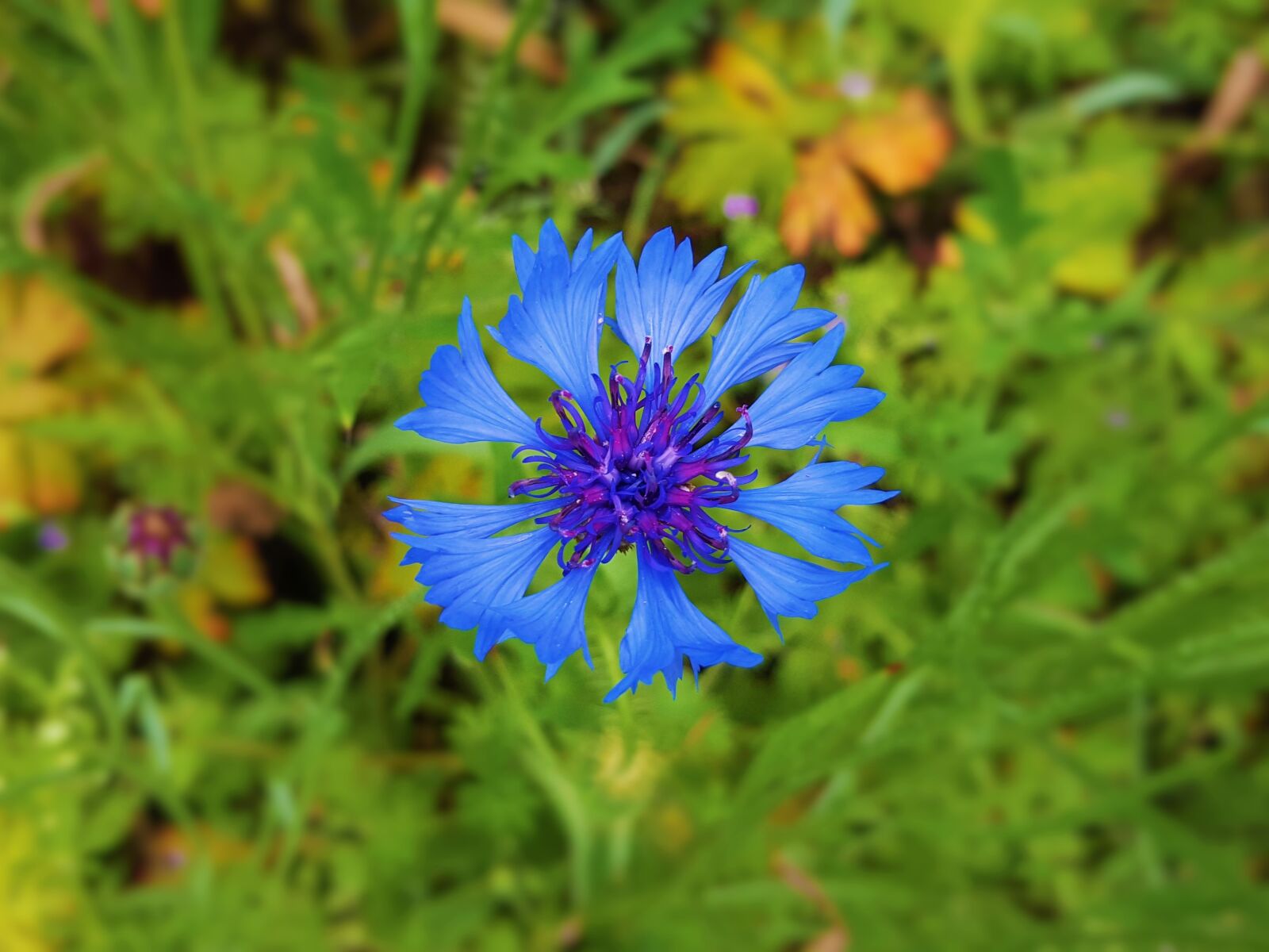 Samsung Galaxy S6 sample photo. Nature, summer, flower photography