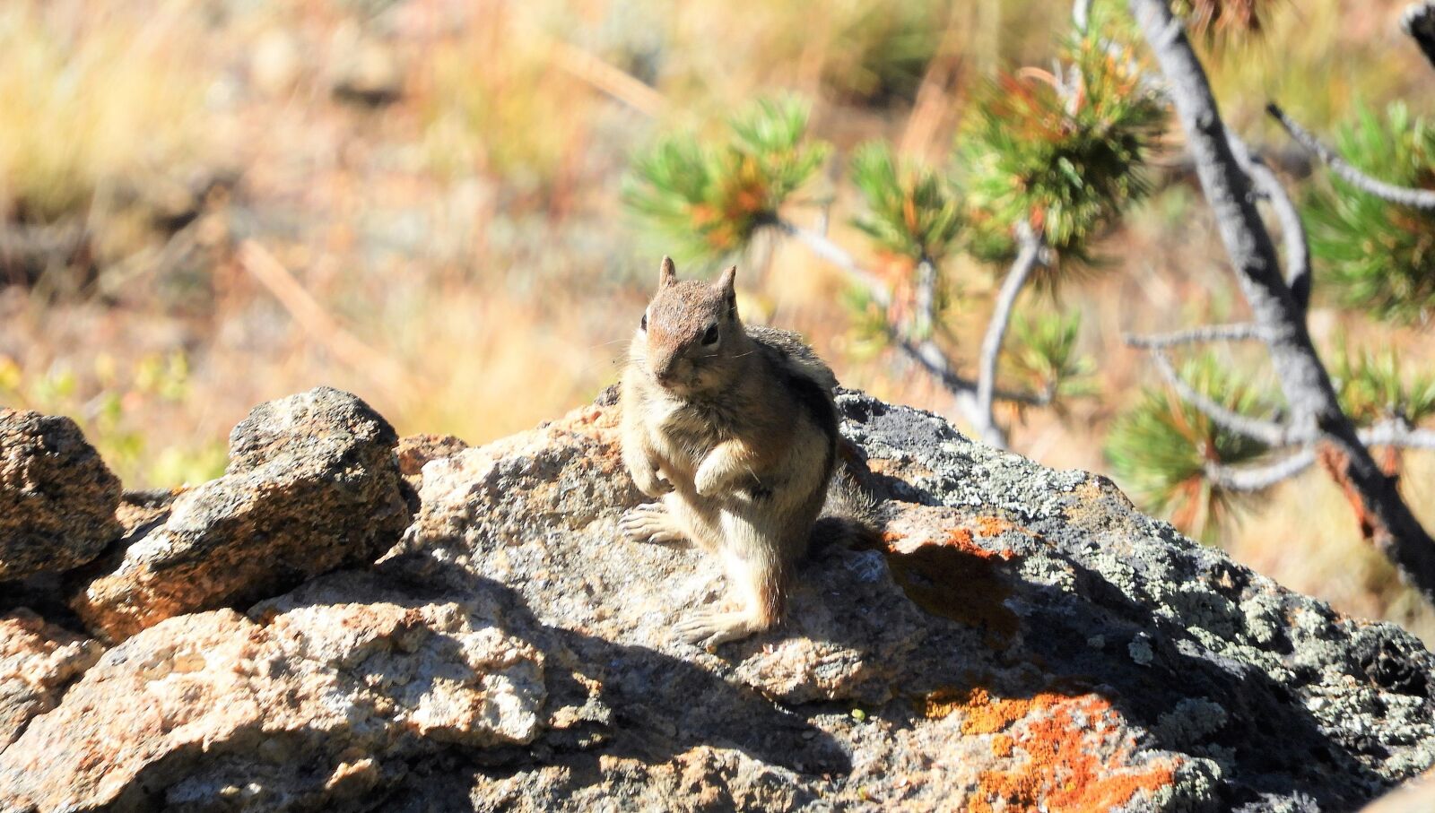 Nikon Coolpix B700 sample photo. Chipmunk, nature, animal photography