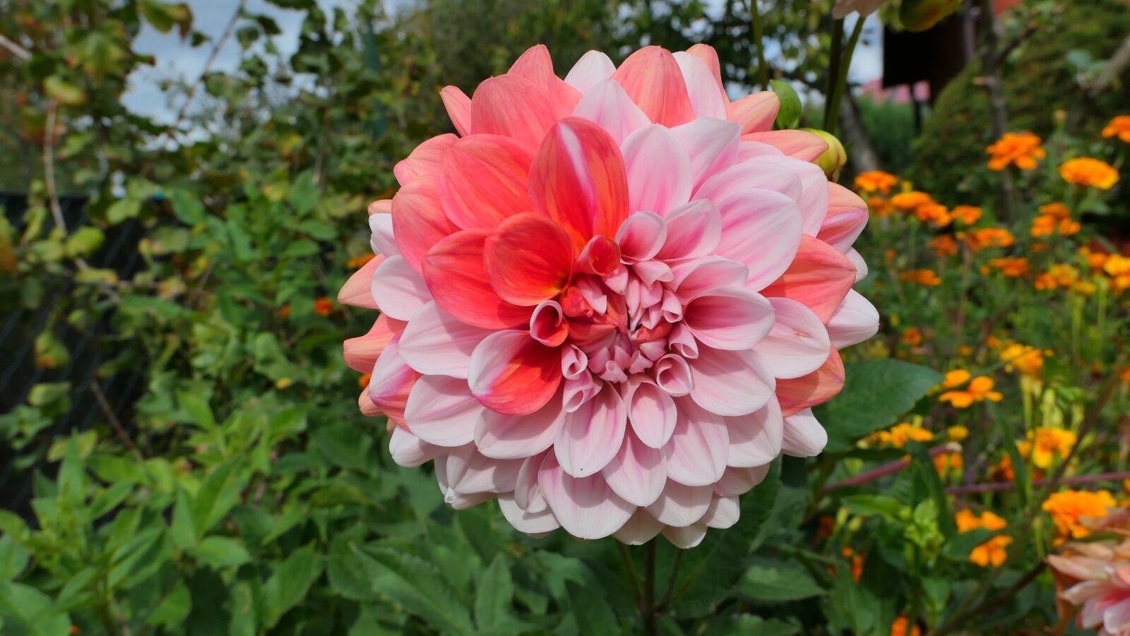Panasonic Lumix DMC-LX10 (Lumix DMC-LX15) sample photo. Dalia, flower, garden photography