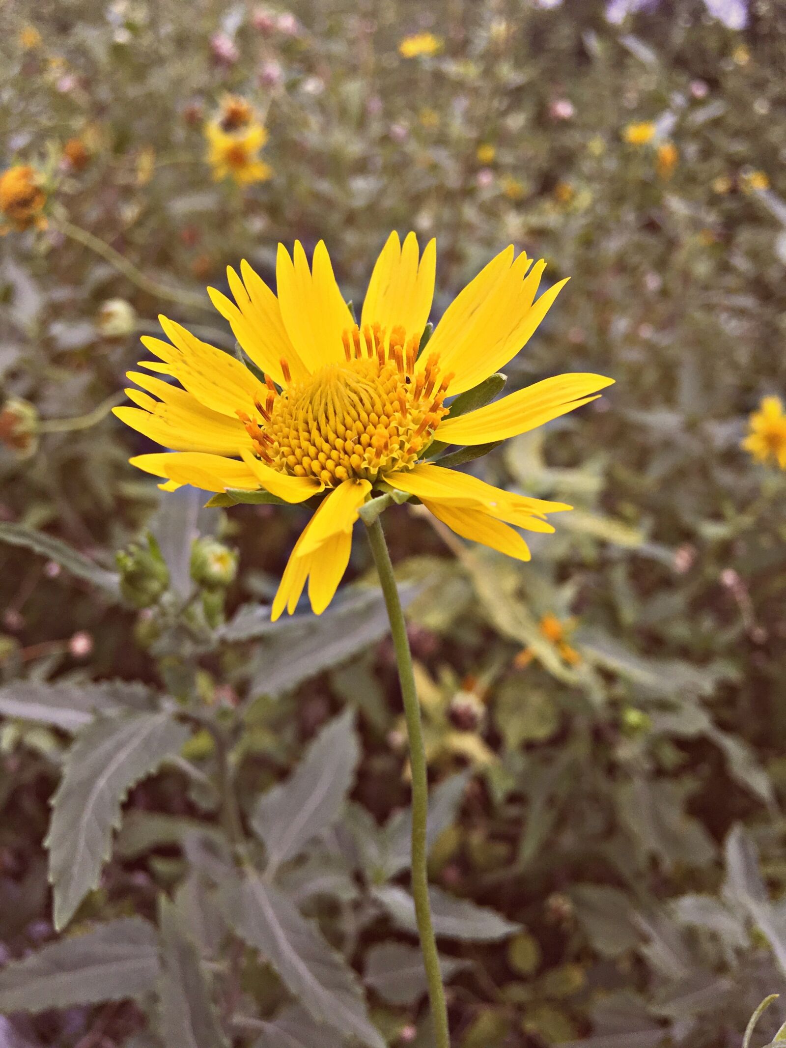 iPhone SE back camera 4.15mm f/2.2 sample photo. Nature, beauty, flower photography