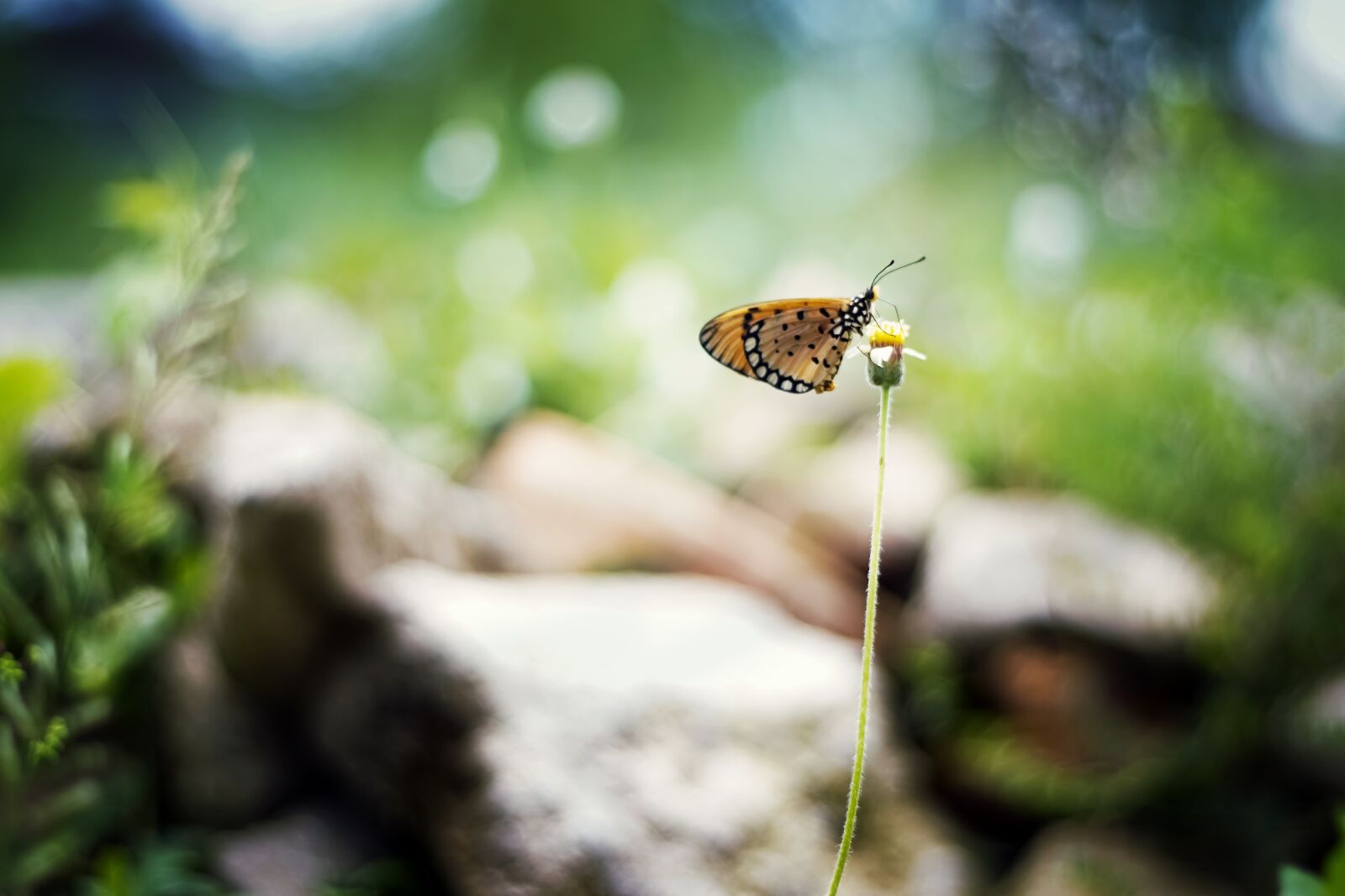 Sony a6000 + Sony DT 50mm F1.8 SAM sample photo. Butterfly, flower, nature photography