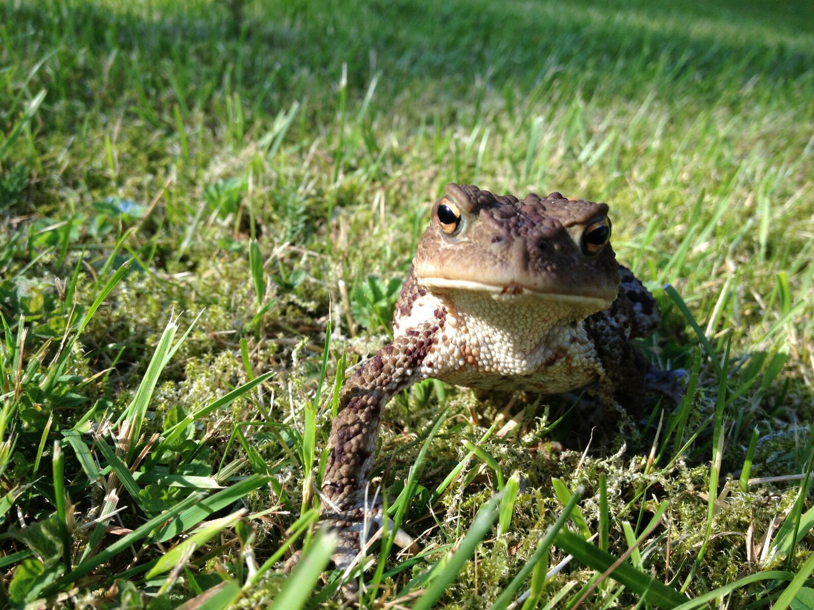 Apple iPhone 4S sample photo. Frog, toad, green photography