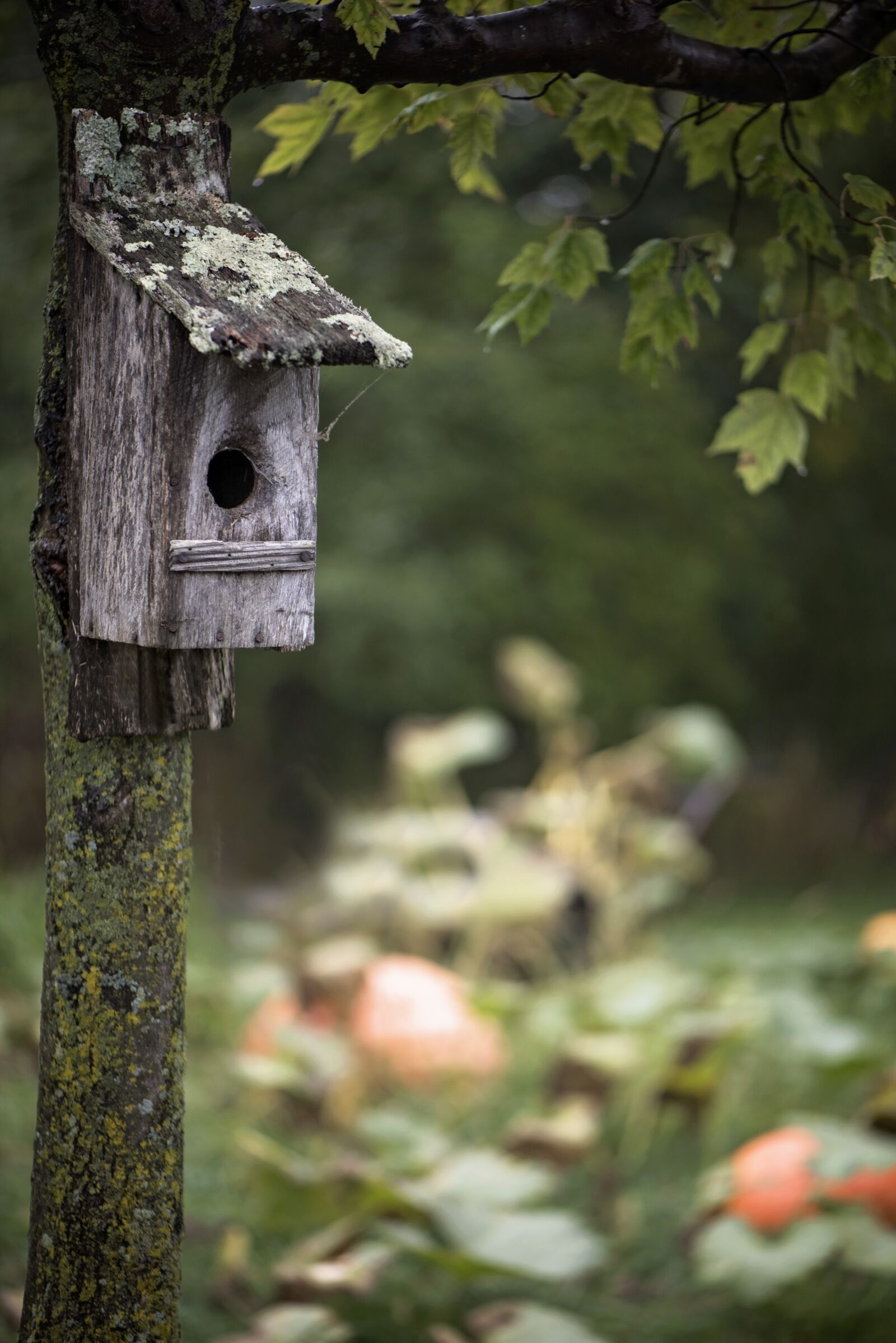 Nikon D810 sample photo. Nature, pumpkin patch, bird photography