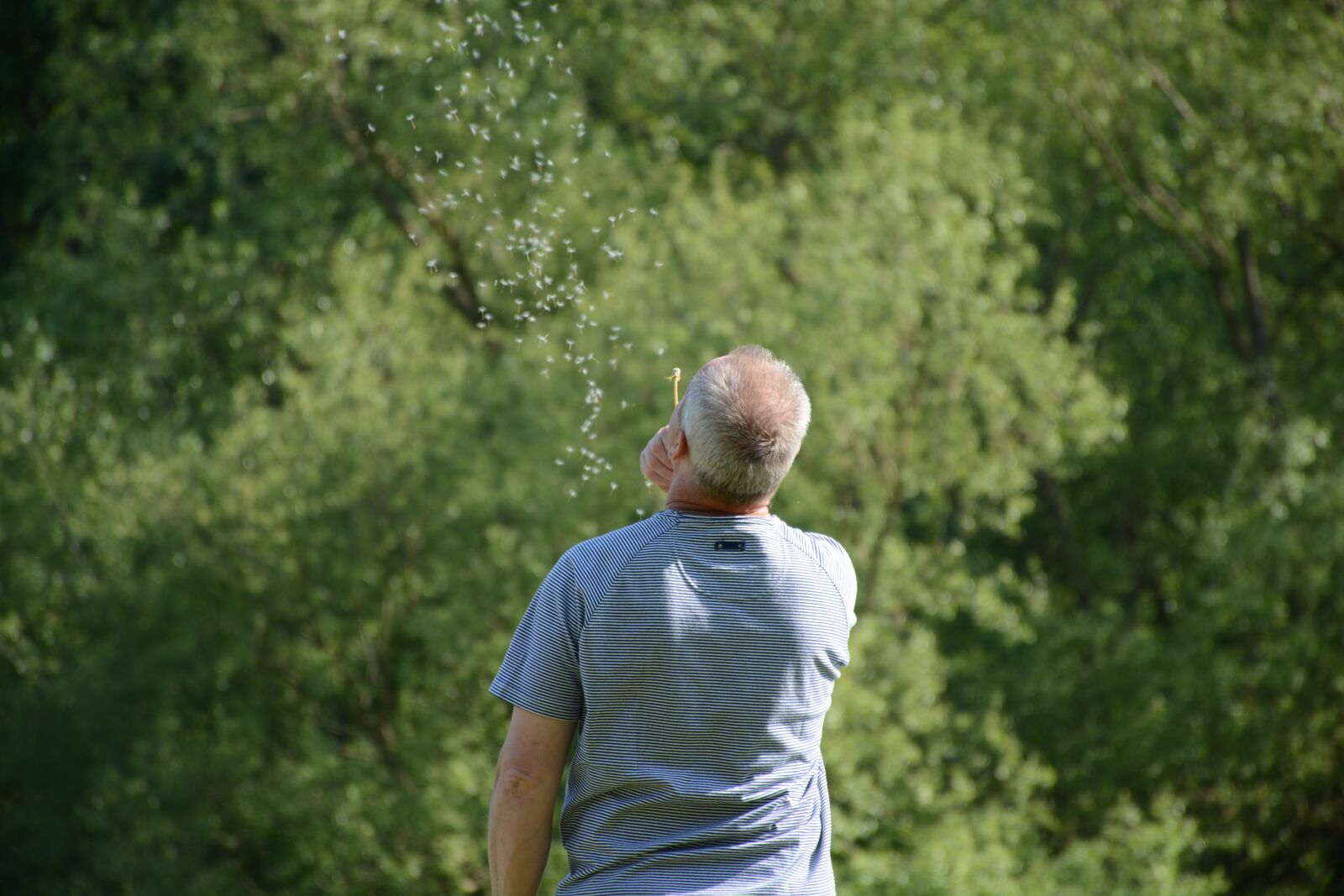 Nikon D7100 sample photo. Dandelion, guy, nature photography