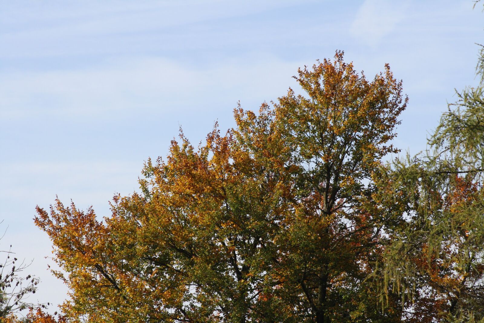 Canon EOS 1000D (EOS Digital Rebel XS / EOS Kiss F) sample photo. Tree, autumn, sky photography