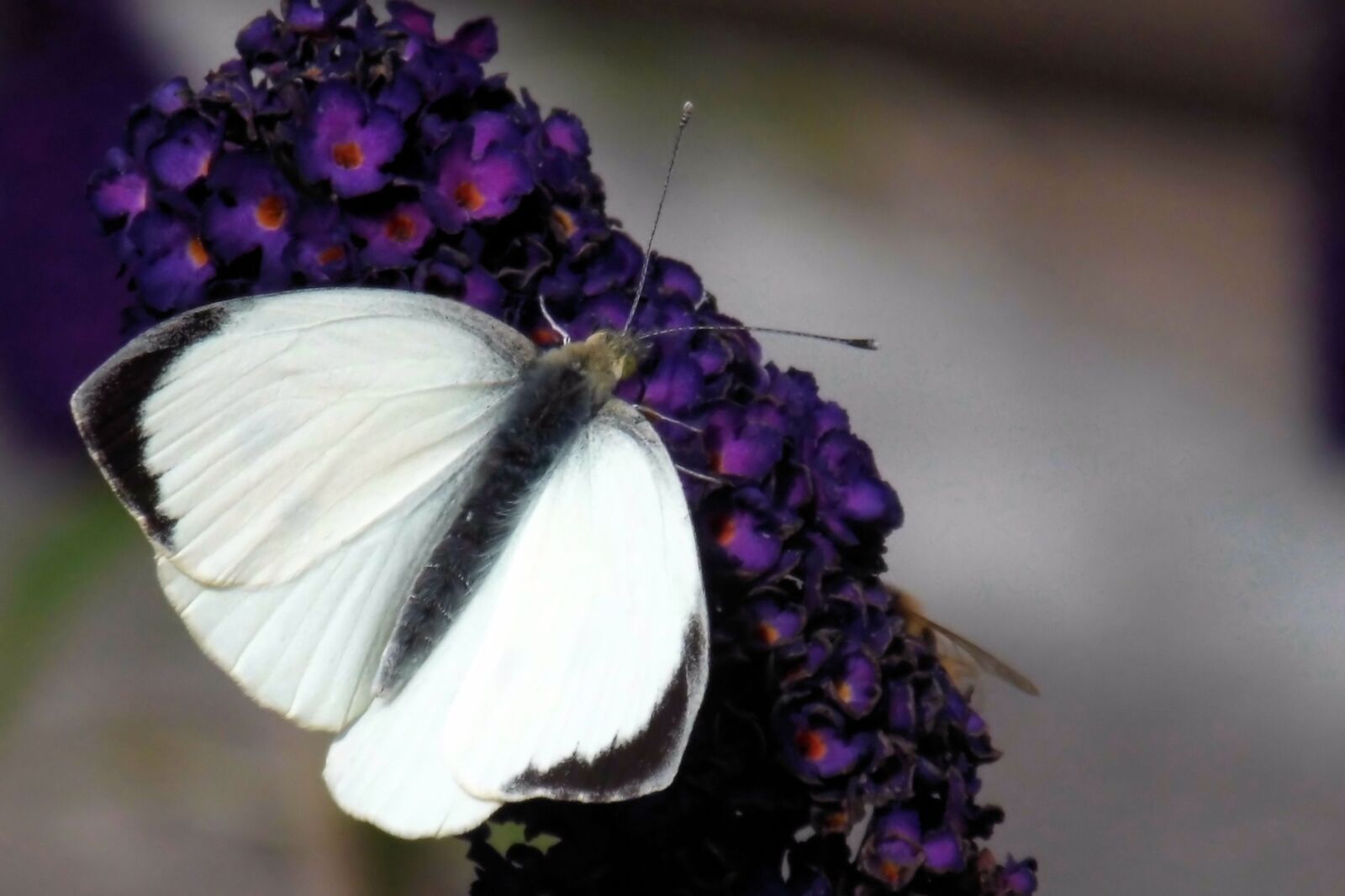 MEDION MD86827 sample photo. Butterfly, white, insect photography