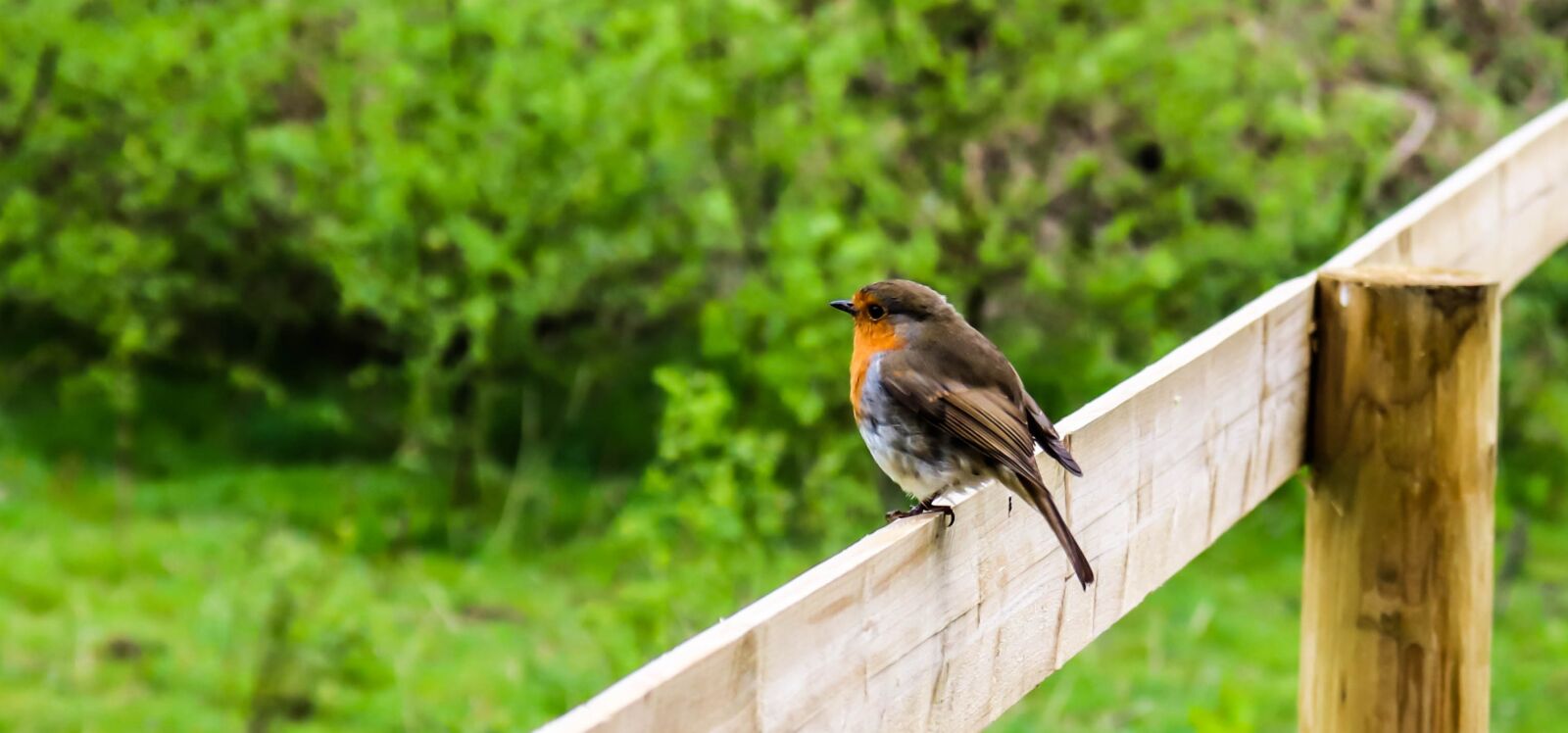 Canon EOS 200D (EOS Rebel SL2 / EOS Kiss X9) sample photo. Robin, background, bird photography