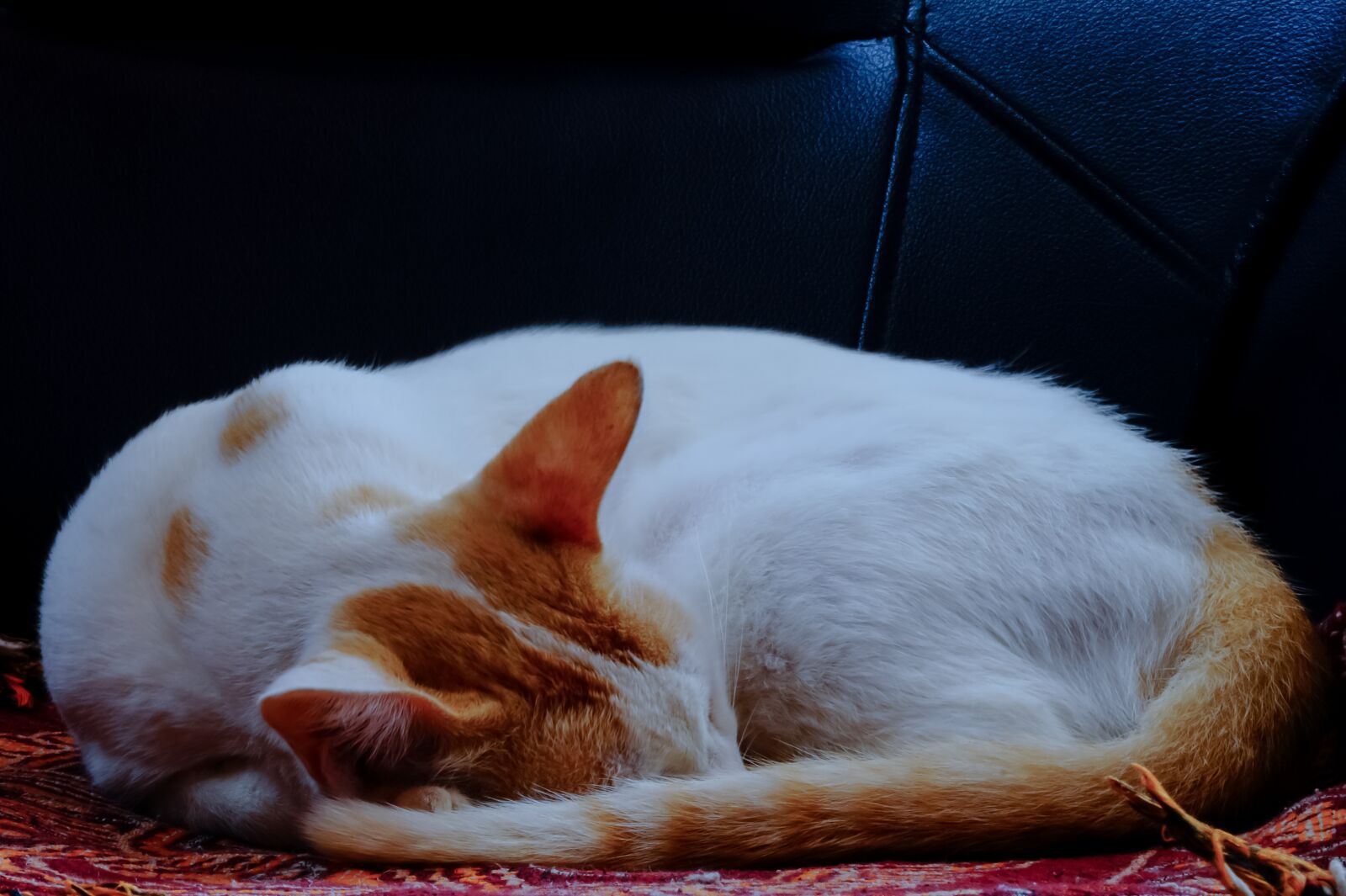Sony SLT-A58 + Sony DT 55-200mm F4-5.6 SAM sample photo. Cat, sleeping, brown spots photography
