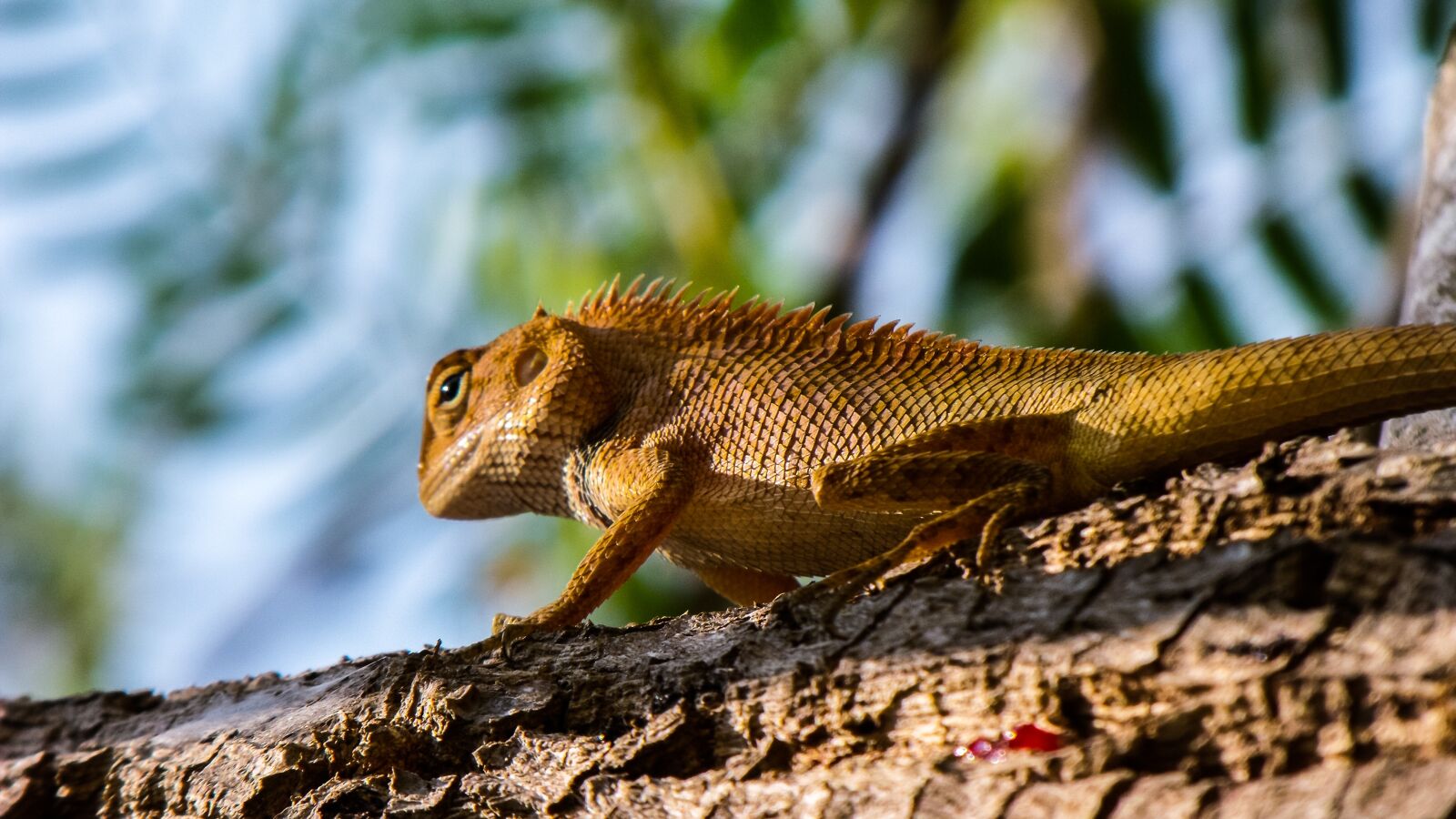 Fujifilm FinePix S1000fd sample photo. Lizard, reptile photography