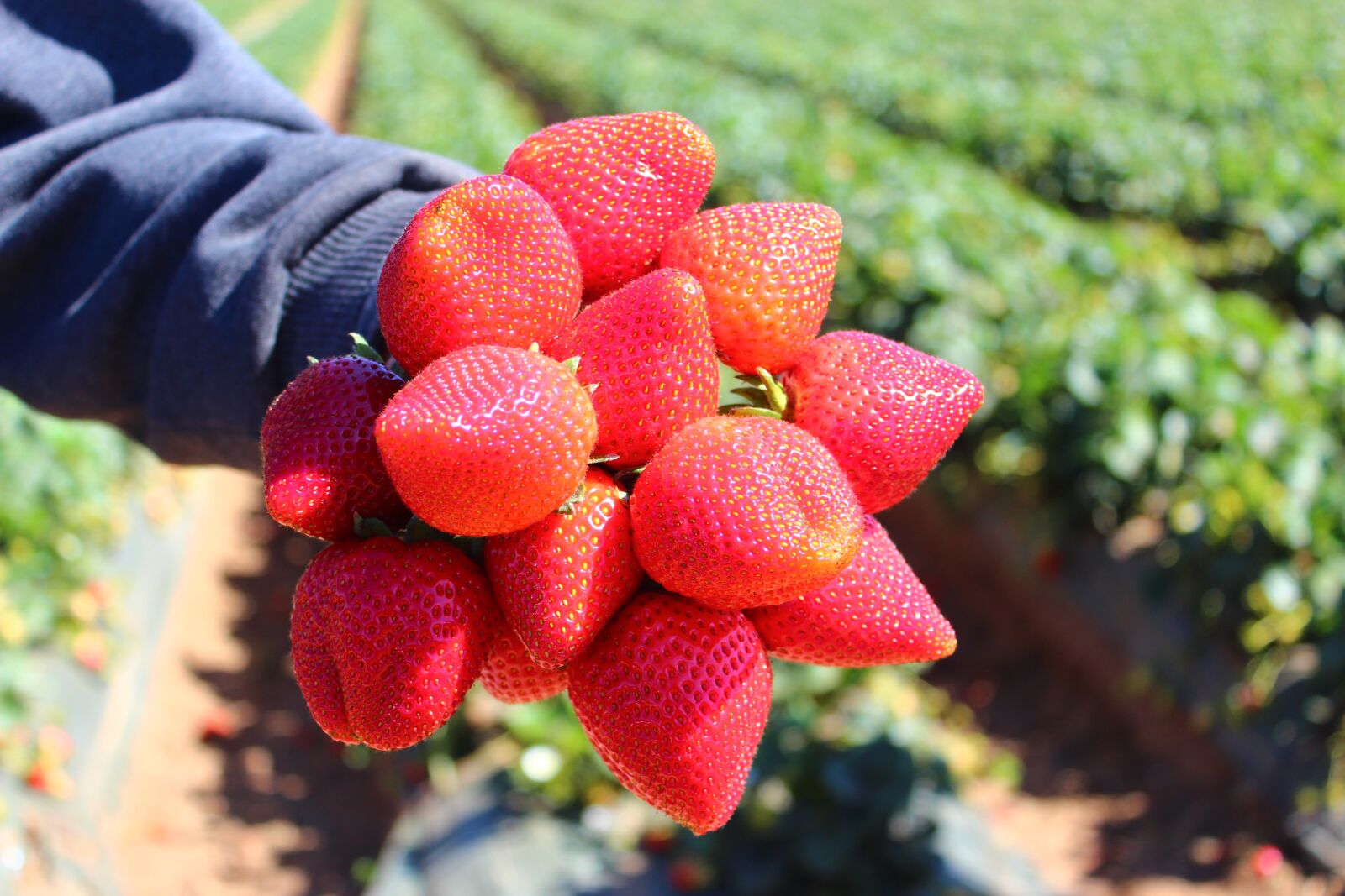 Canon EOS 600D (Rebel EOS T3i / EOS Kiss X5) sample photo. Strawberry, field, fruit photography