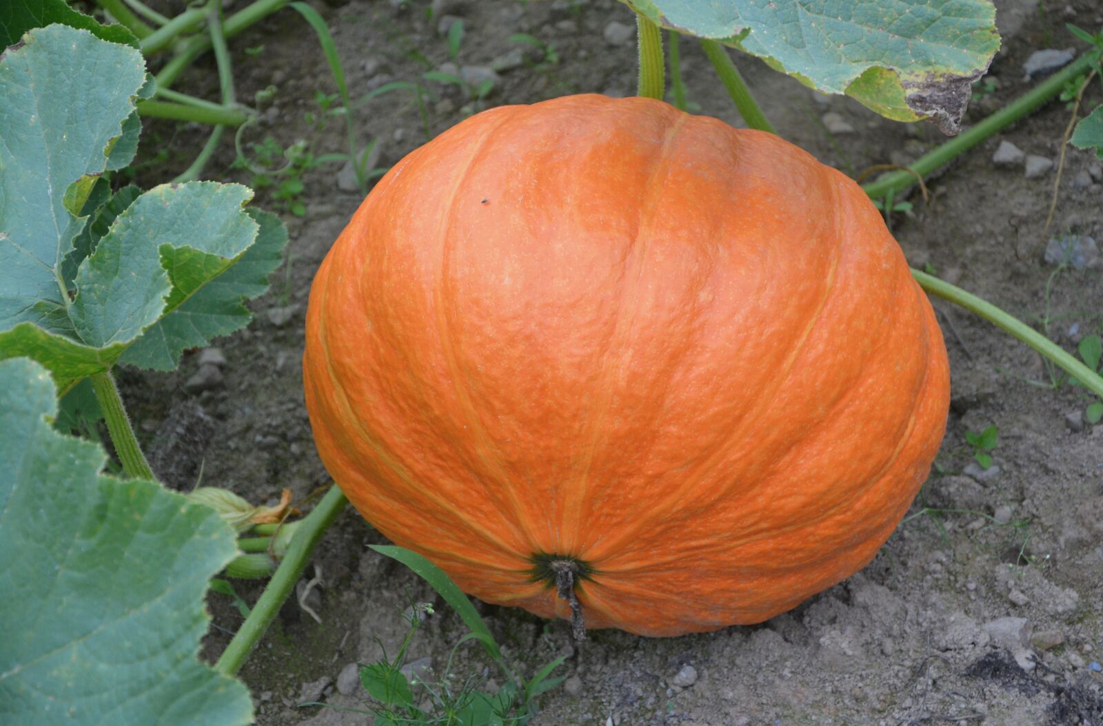 Nikon D5200 sample photo. Pumpkin, orange, vegetables photography