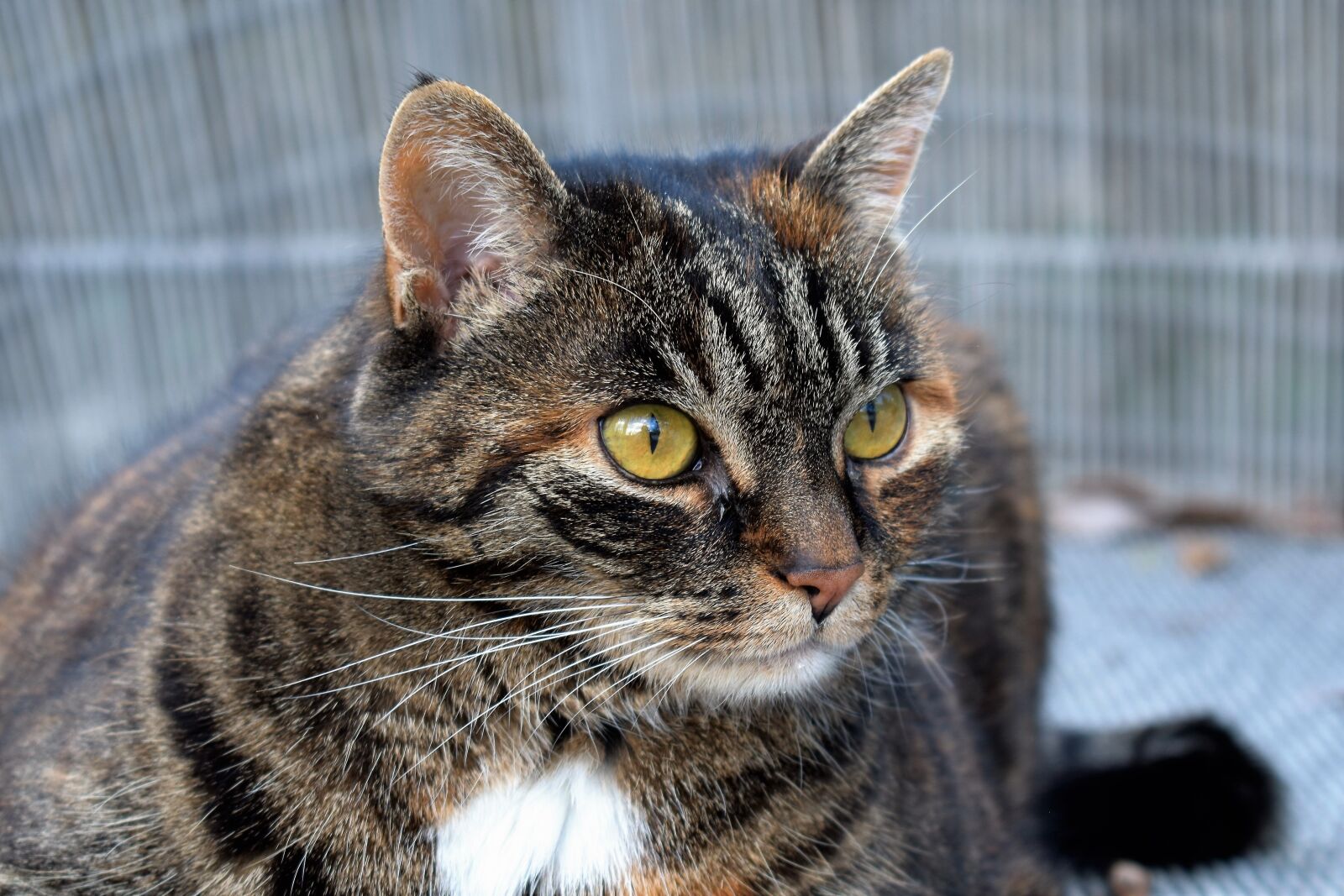 Nikon D5500 sample photo. Cat, animal, mackerel photography