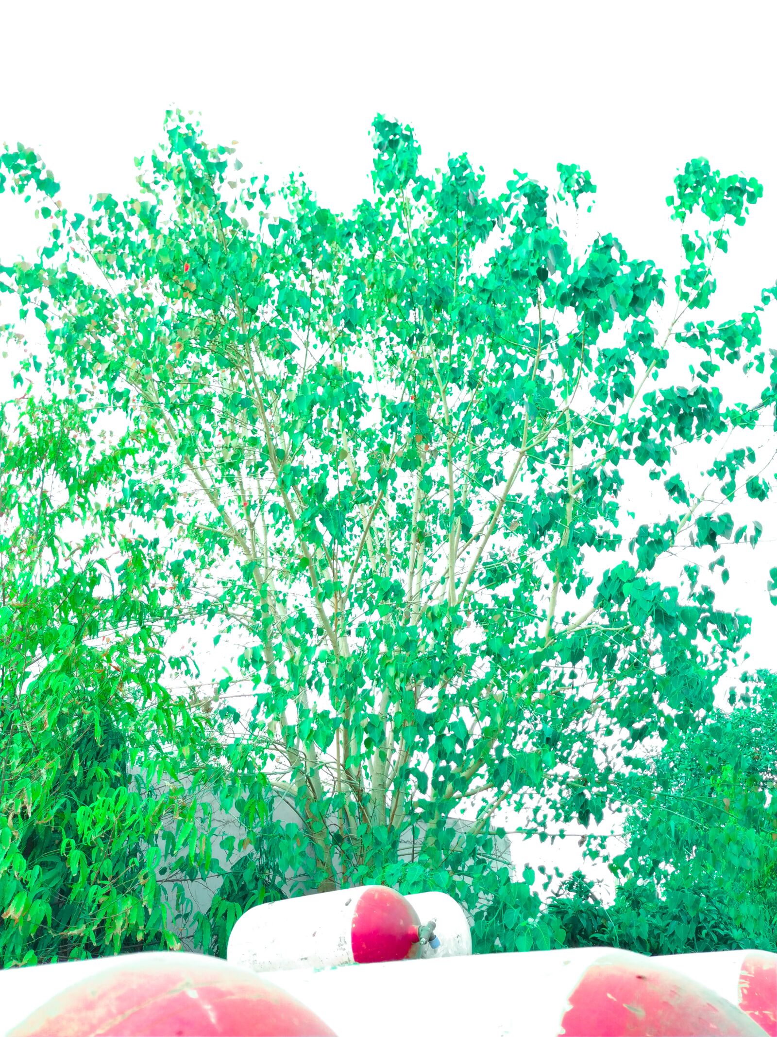 Xiaomi Mi A2 sample photo. Green, tree, white photography
