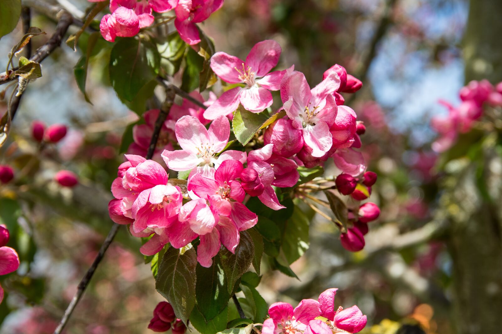 Canon EOS 80D sample photo. Ornamental cherry, blossom, bloom photography