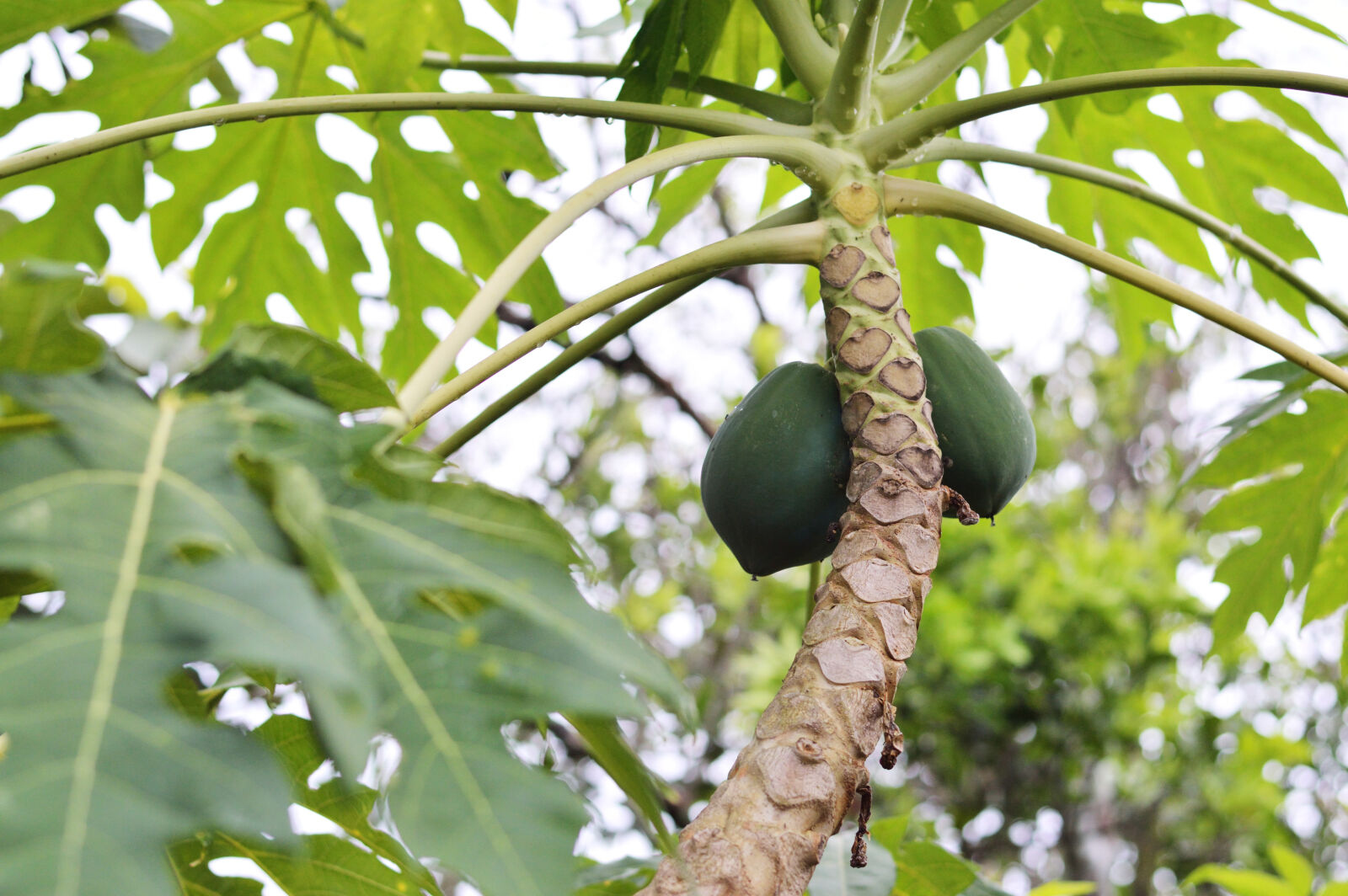 Nikon D3200 sample photo. Agriculture, blur, branches, close photography