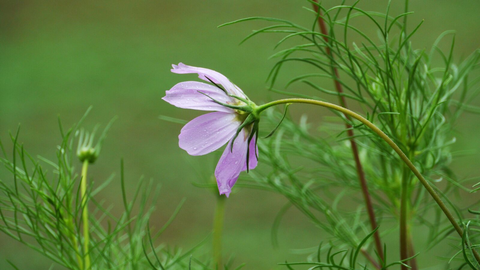 Panasonic Lumix DMC-GH3 sample photo. Cosmos, wildflower, flowers photography