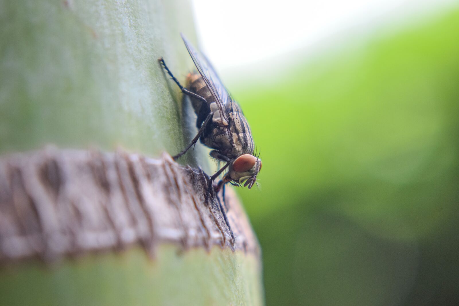 Nikon D5300 sample photo. Macro, fly, insects photography