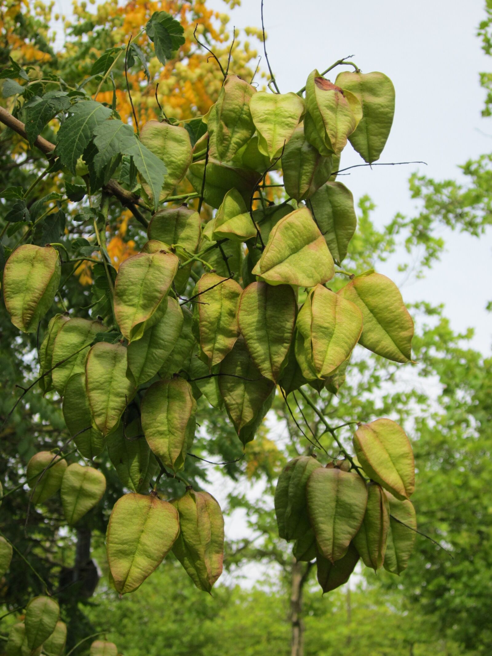 Canon PowerShot A1200 sample photo. Koelreuteria paniculata, goldenrain tree photography