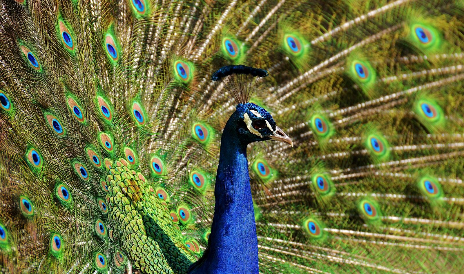 Nikon D3200 sample photo. Peacock, bird, colorful photography