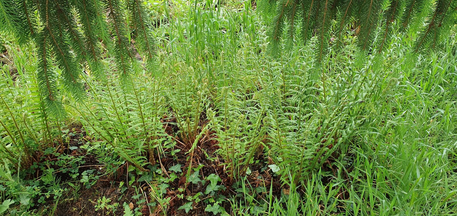Samsung Galaxy S10 sample photo. Ferns, plant, nature photography