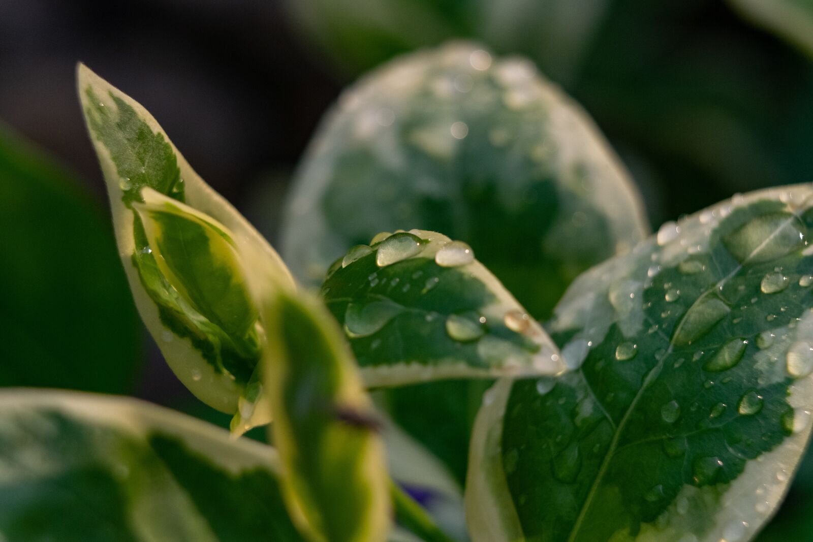 Nikon D3300 sample photo. Flower, water droplets, nature photography