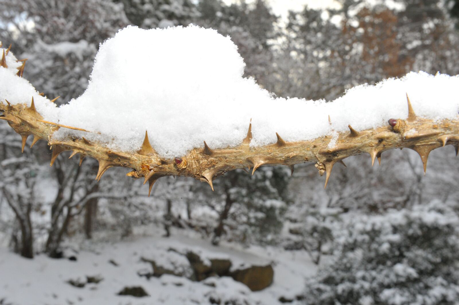 Nikon D3S sample photo. Snow, winter, nature photography