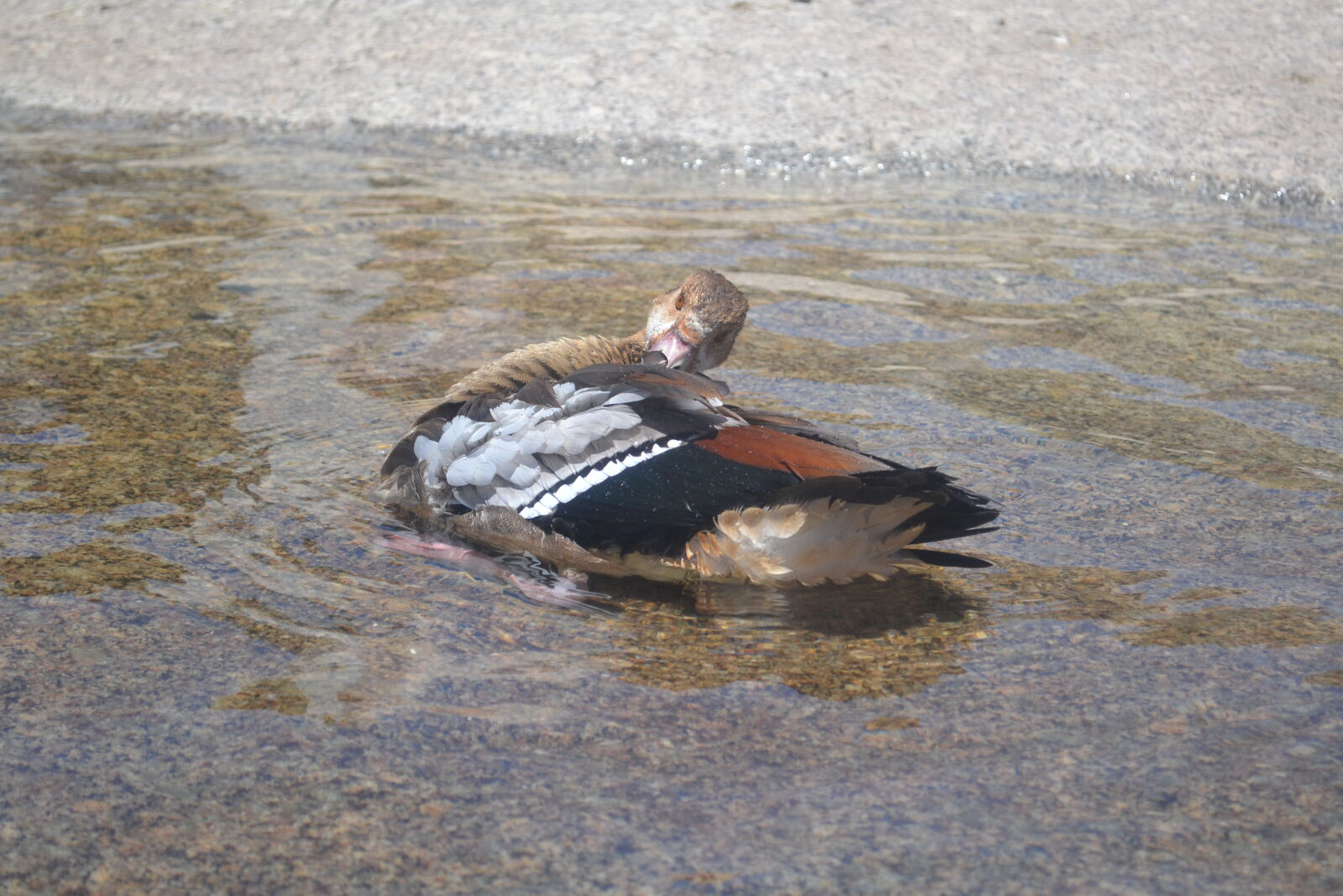 Nikon D3100 sample photo. Egyptian, goose photography
