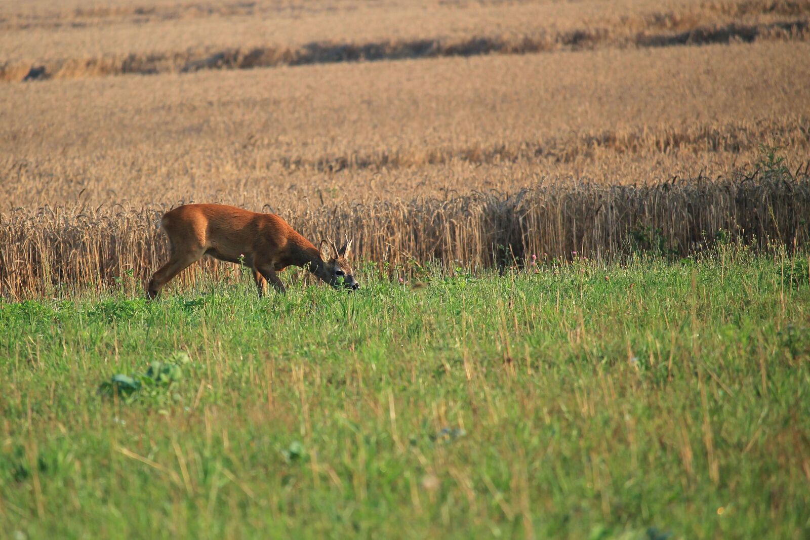 Canon EF-S 55-250mm F4-5.6 IS STM sample photo. Roe deer, fallow deer photography