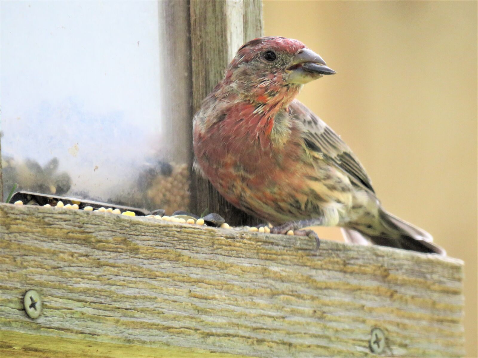 Canon PowerShot SX60 HS sample photo. Bird, close up, colorful photography