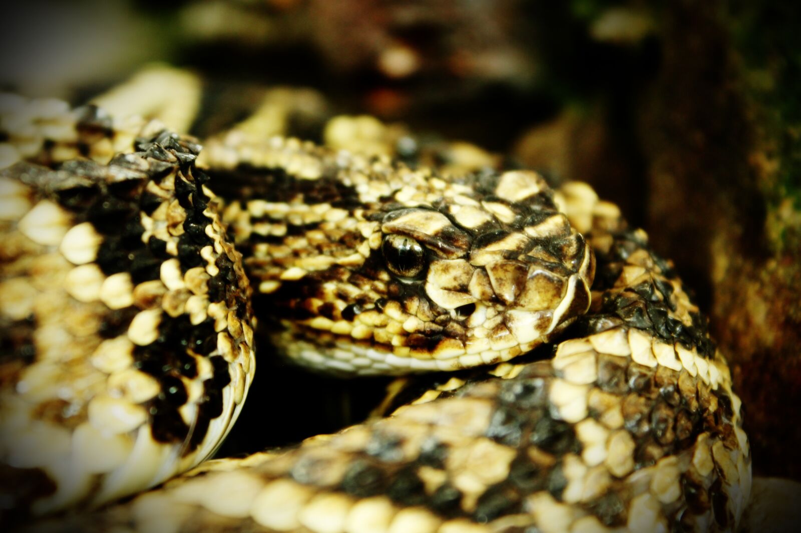 Canon EOS 1100D (EOS Rebel T3 / EOS Kiss X50) sample photo. Animal, nature, exotic photography