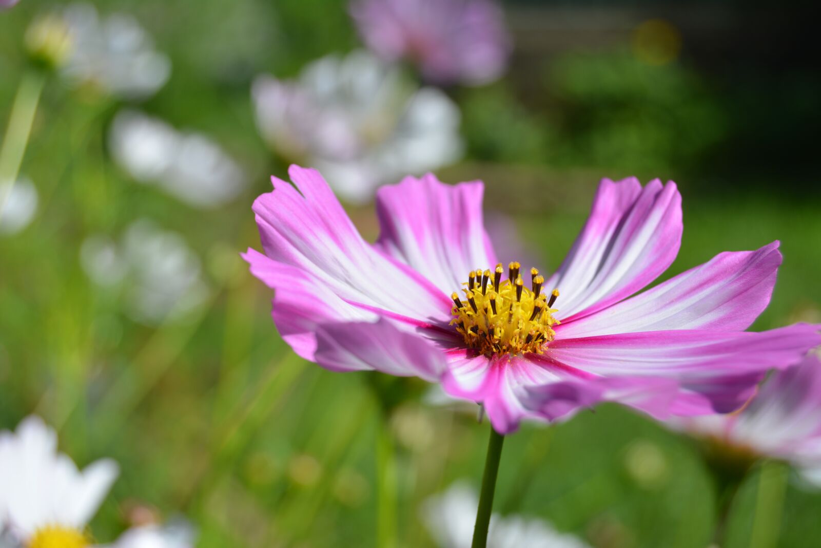 Nikon D5200 sample photo. Flower, pink, garden photography