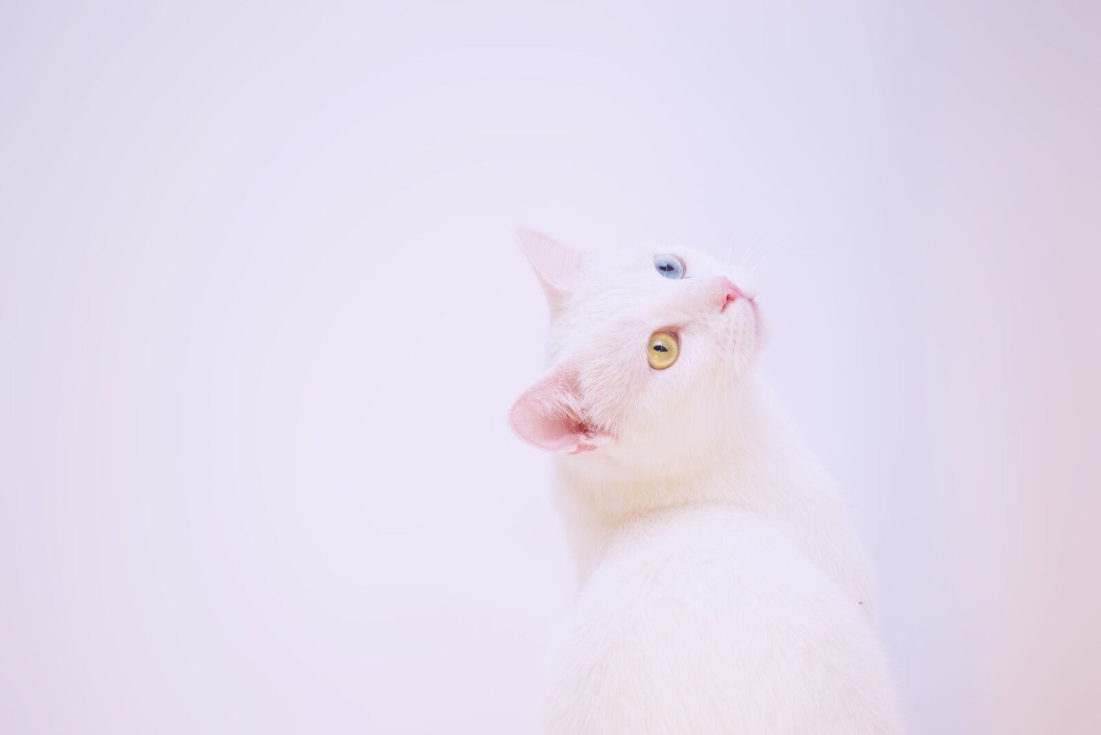 Nikon D3400 sample photo. Cat, white, angora photography