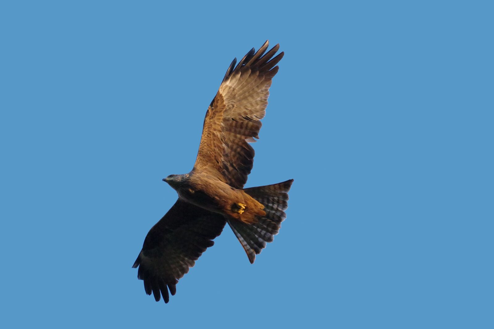 Pentax K-70 sample photo. Black milan, bird of photography