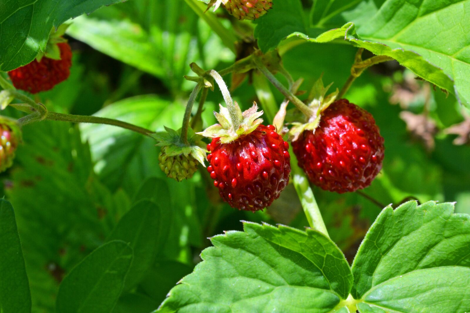 Nikon D3100 sample photo. Wild strawberries, bio, strawberry photography