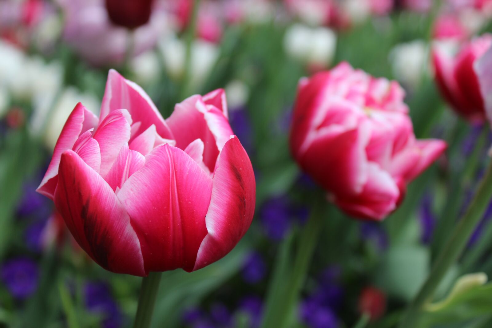 Canon EOS 1200D (EOS Rebel T5 / EOS Kiss X70 / EOS Hi) sample photo. Flower, tulips, red photography