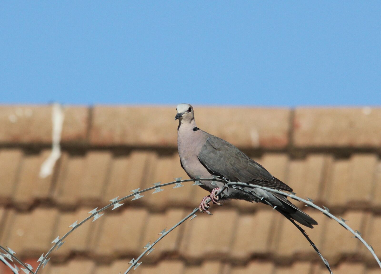 Canon EOS 60D sample photo. Pigeon, barbed wire, fence photography