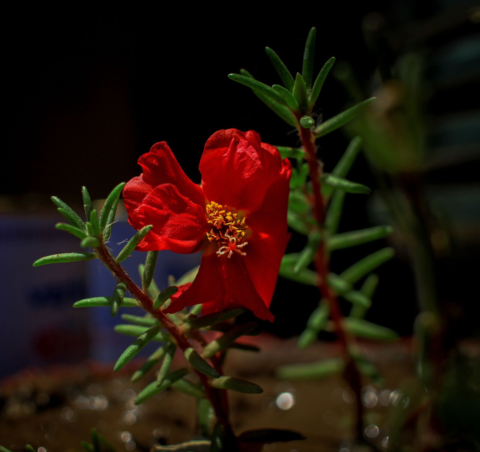 Canon EOS 700D (EOS Rebel T5i / EOS Kiss X7i) + Canon EF-S 24mm F2.8 STM sample photo. Red flower, petals, red photography
