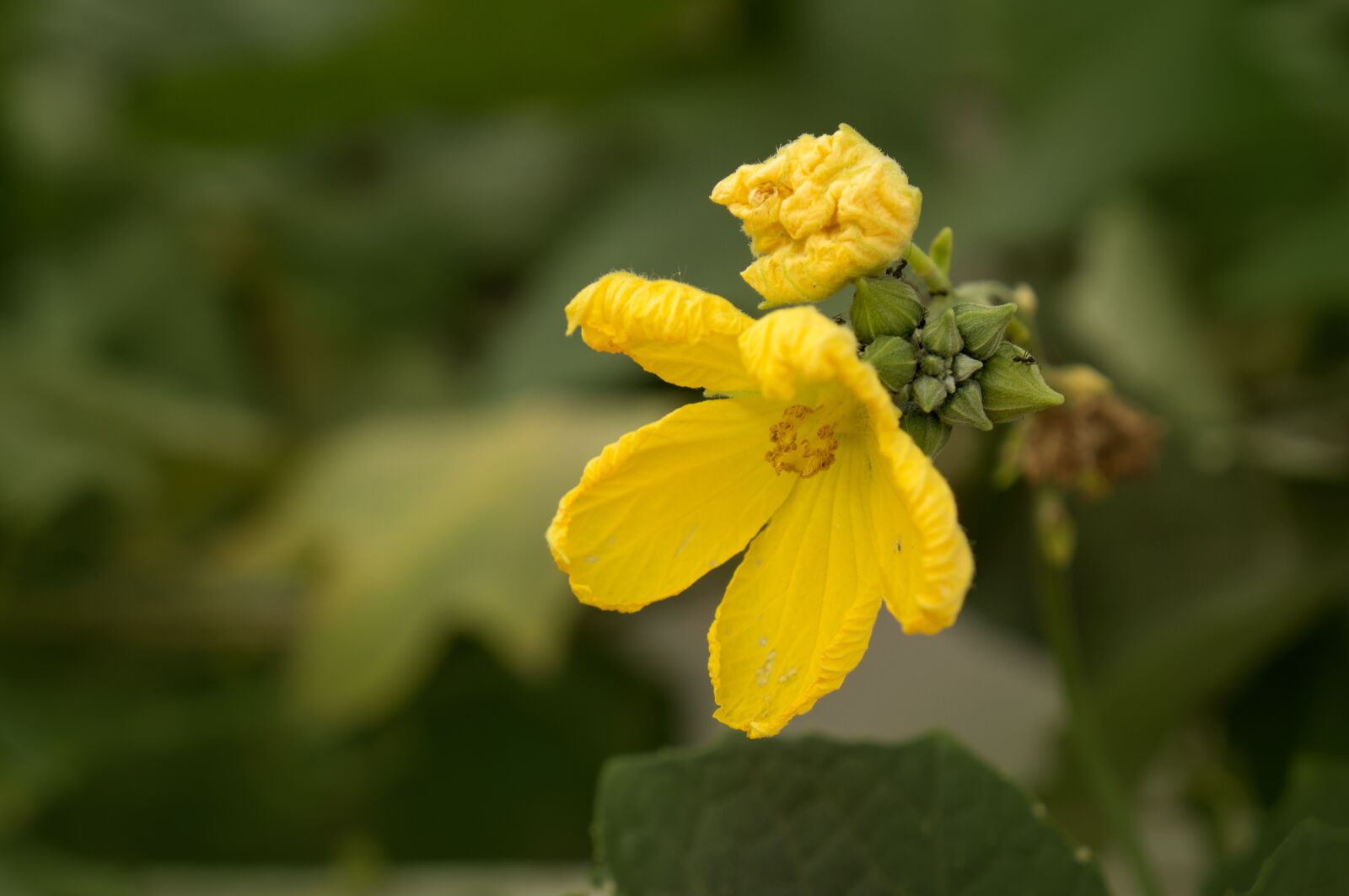 Sony Alpha NEX-F3 + Sony E 18-55mm F3.5-5.6 OSS sample photo. Bunches of flowers, united photography