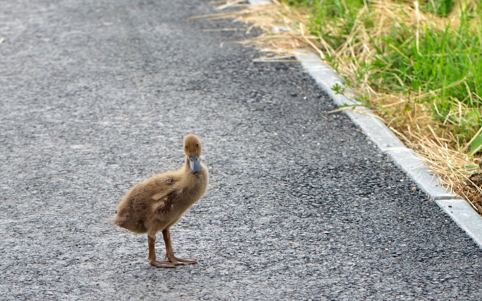 Nikon D5300 sample photo. Bird, chicken, duck, photography