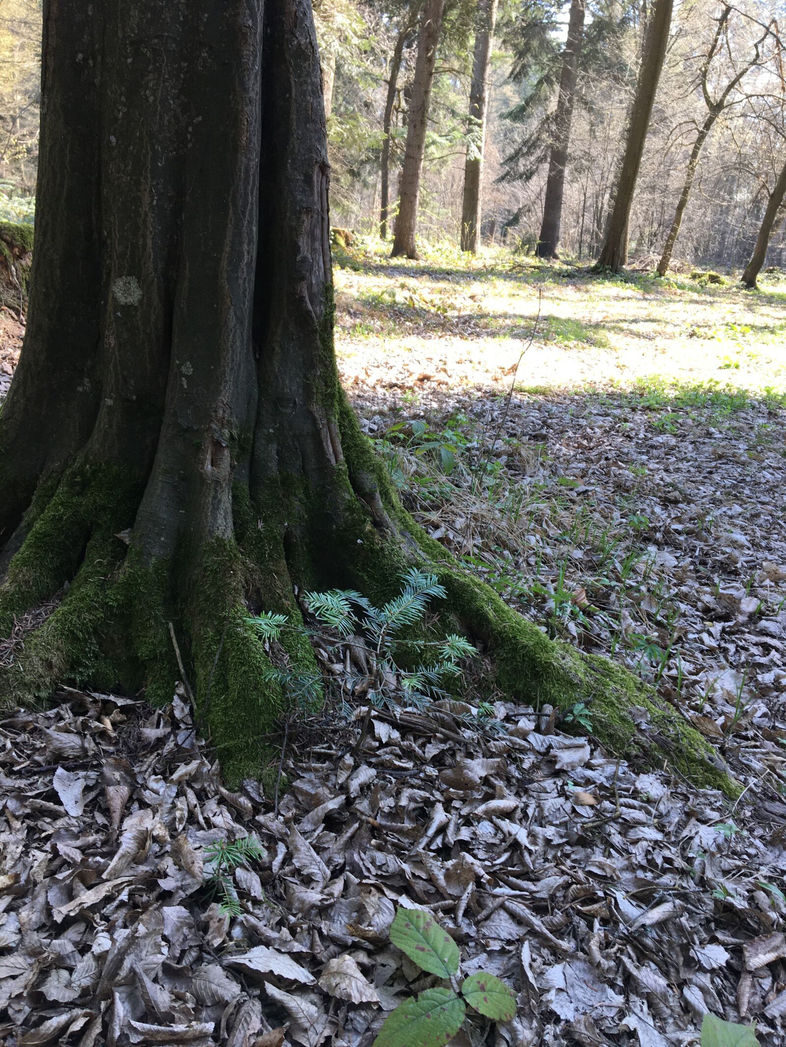 Apple iPhone 6s sample photo. Forest, moss, spring photography