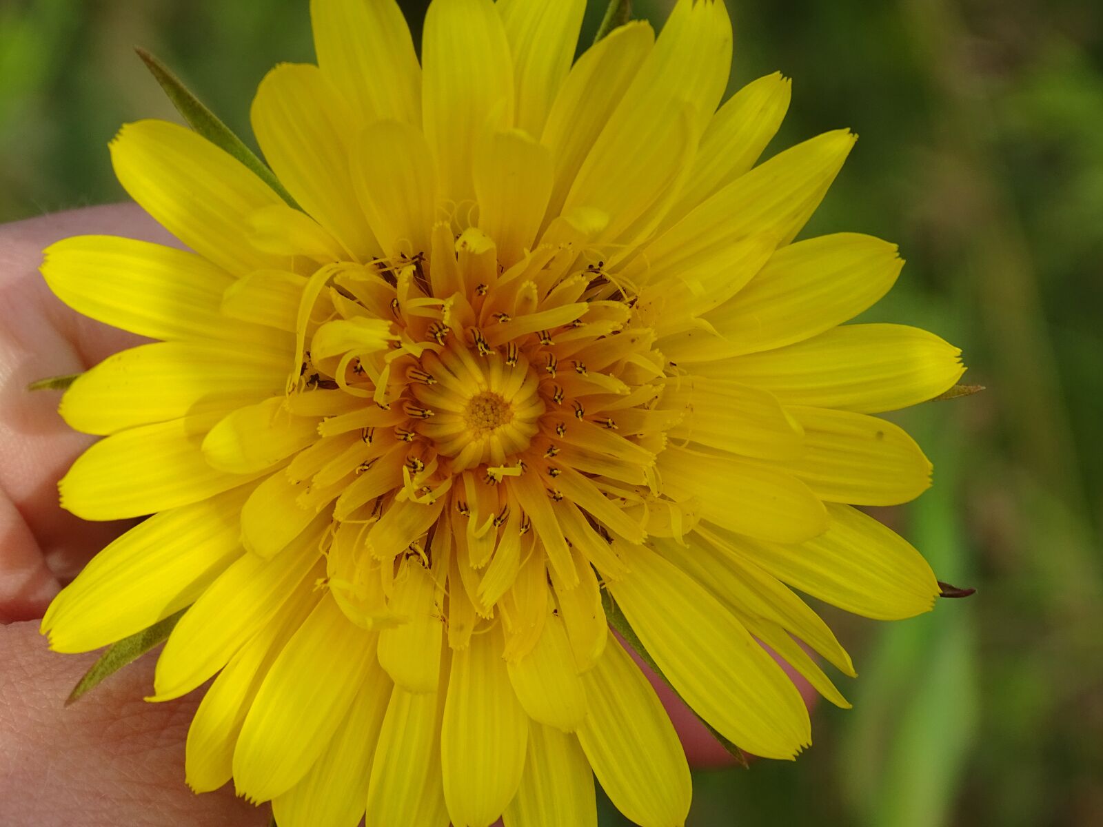 Sony Cyber-shot DSC-HX400V sample photo. Beautiful, yellow, spring photography