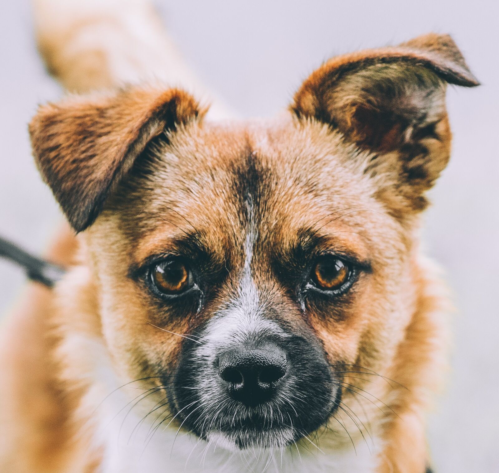 Canon EOS 5D Mark IV sample photo. Dog, pet, animal photography